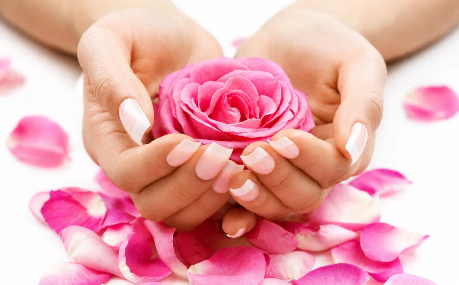 Eine Rose in den Händen gehalten